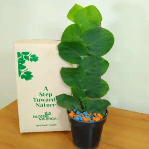 Buy Natural Indoor plant at Best Prices From - Nursery Nisarga