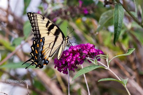 Eastern Tiger Swallowtail Butterfly - BLInspirations