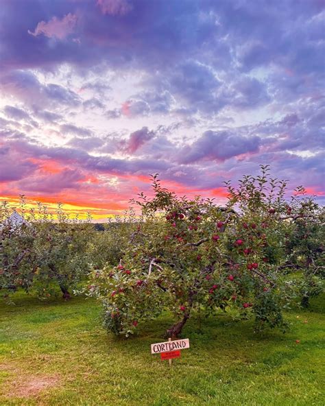 Upstate NY apple orchards: Where to find 2025's best u-pick spots ...