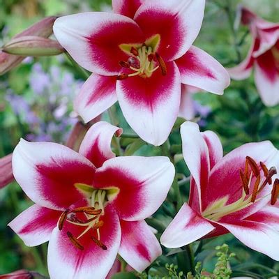 Lilies Premium OT Hybrid Friso Mammoth Bulbs Plants, Bulbs & Seeds at ...