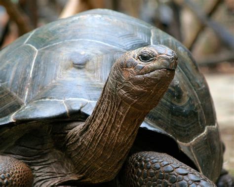 Winter Care Guide for Tortoise
