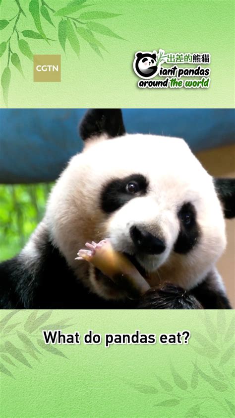 What do pandas eat? - CGTN
