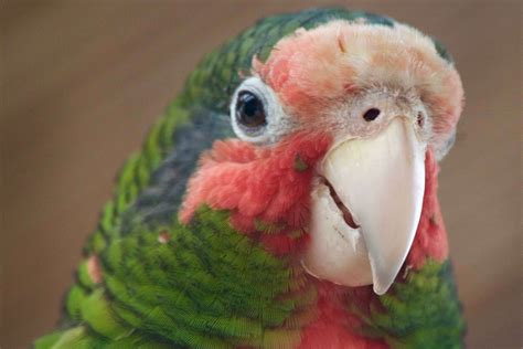 Cayman Parrot Sanctuary Ranks High As Best Family-Friendly Spots On ...