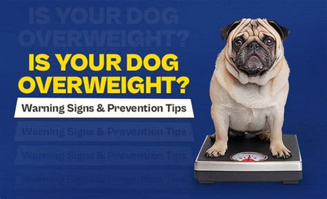 Is Your Dog Overweight? Warning Signs and Prevention Tips – Hunger tail