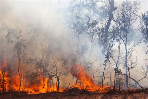 Global Fire Management Hub takes place as wildfires rage