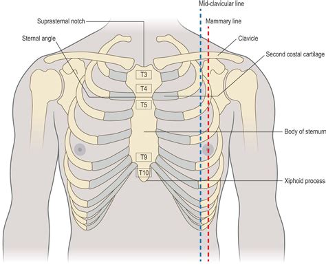 Sternal Angle Of Louis