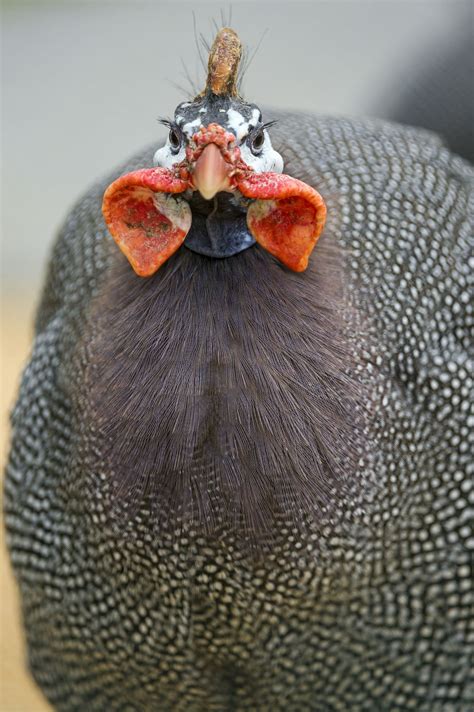 Guinea hen what is a guinea fowl eggs and all you need to know complete ...