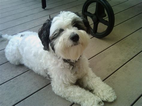 Resting Polish Lowland Sheepdog photo and wallpaper. Beautiful Resting ...