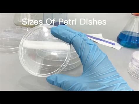 Plastic Racks - Plastic Petri Dish Rack 60mm Trader - Wholesaler ...