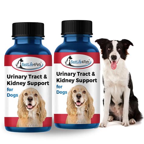 Porque Mi Perro Tiene Sangre En La Orina