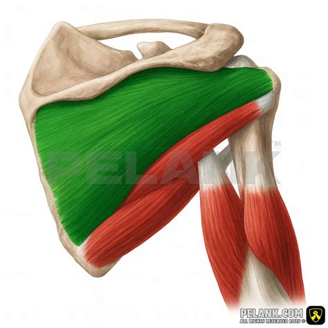 Shoulder External Rotation | +1000 Exercises - Pelank Gym