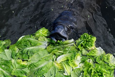 Manatee Eating Plants