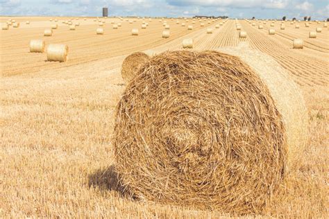 Hay Bales On A Field Free Stock Photo - Public Domain Pictures