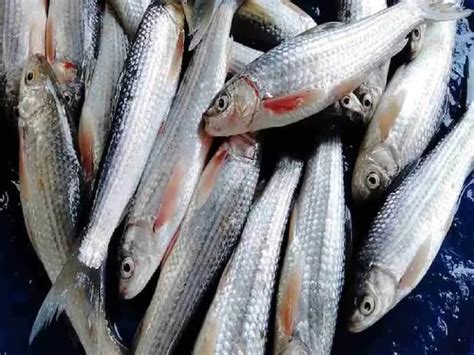 Mrigal Fish Benefits একঘেয়ে রুই-কাতলা না কিনে মৃগেল মাছ কিনুন ...