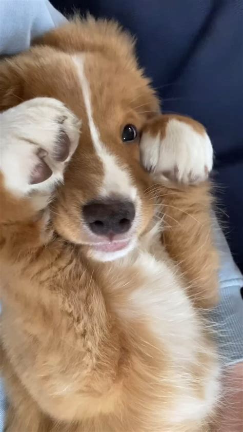 Good morning ❤️ : r/PetsareAmazing