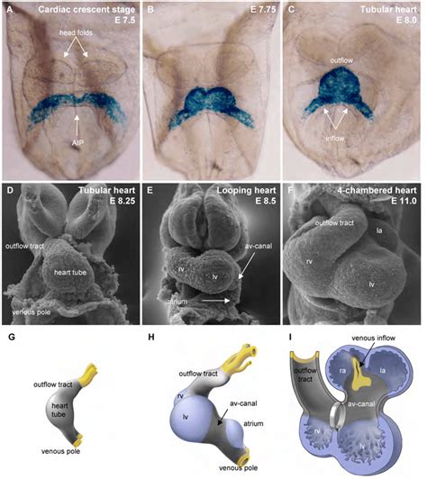 Image result for Mouse Embryo Heart Development