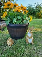 Image result for Bunnies Hugging a Plants Re