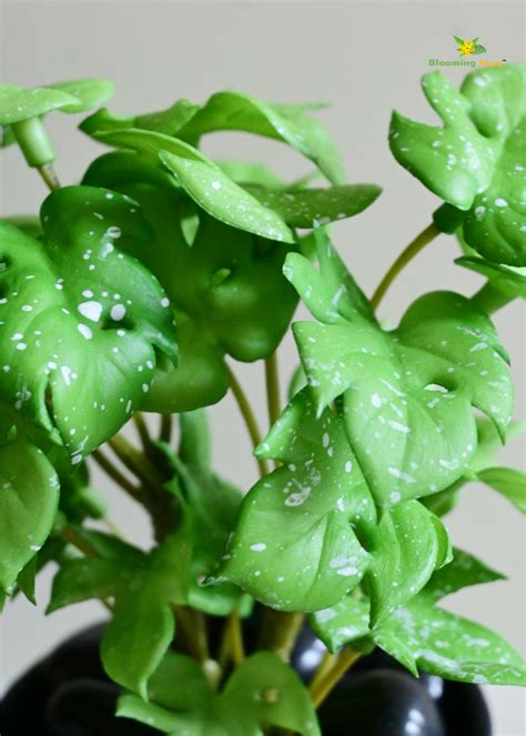 Mini Monstera Succulent - Light Green – Blooming Floret