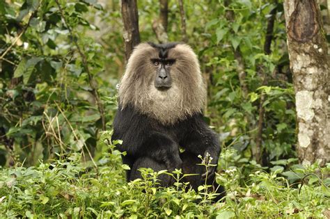 Study sheds light on how India's Lion-Tailed Macaques navigate a ...