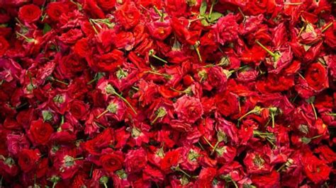 Best time to plant roses in India for maximum blooms