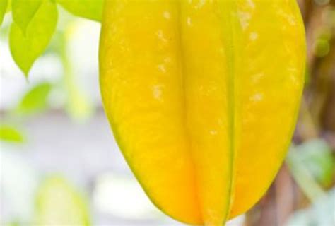 Star Fruit Benefits in Hindi: स्टार फ्रूट के फायदे, न्यूट्रिशन, साइड इफेक्ट