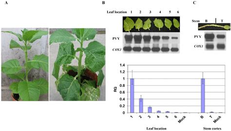 Host Recovery and Reduced Virus Level in the Upper Leaves after Potato ...