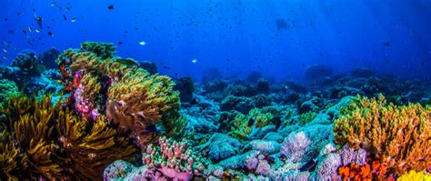 Hawaii – Korallenriffe erholen sich - Allversum Magazin