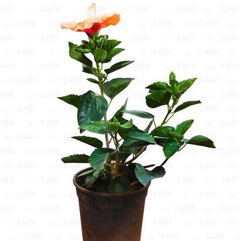 American Hibiscus (Hibiscus Rosa-Sinensis) - Plant – Lalit Enterprise