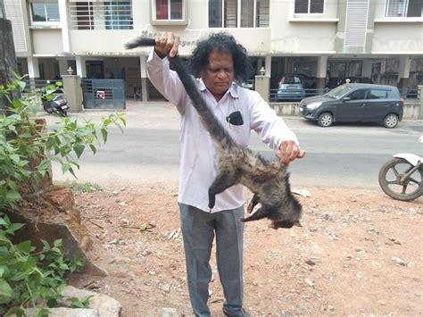 ಉಡುಪಿ: ಗಾಯಗೊಂಡ ಪುನುಗುಬೆಕ್ಕಿನ ರಕ್ಷಣೆ | injured Civet rescued in Udupi