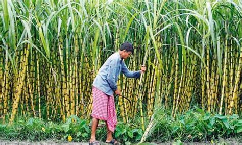 Read all Latest Updates on and about Punjab Farmers