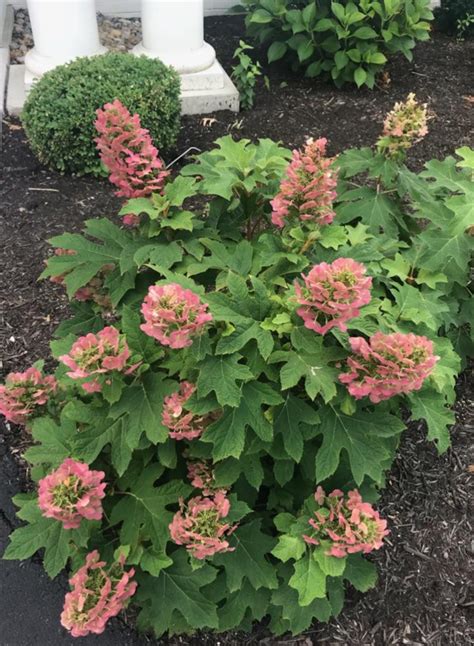 How to Plant and Grow Oakleaf hydrangea 'Munchkin'(Hydrangea ...