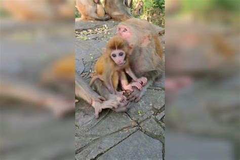 猴妈妈带着猴宝宝休息，和谐有爱的时刻_宝宝_爱的_带着