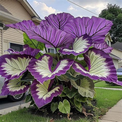 20 Tall Perennial Flowers You Should Plant In Your Garden