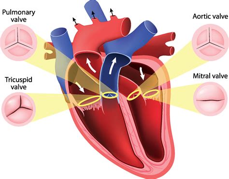 Things you should know about heart surgery - CVSKL