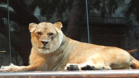 Lion Habitat Ranch Tickets in Las Vegas: how to buy and prices ...