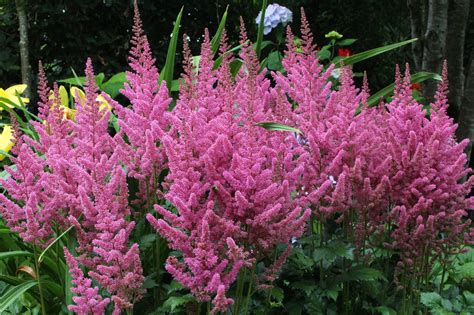 Astilbe chinensis 'Vision in Pink' | Astilbe, Flowers perennials, Shade ...