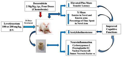 Levetiracetam Ameliorates Doxorubicin-Induced Chemobrain by Enhancing ...