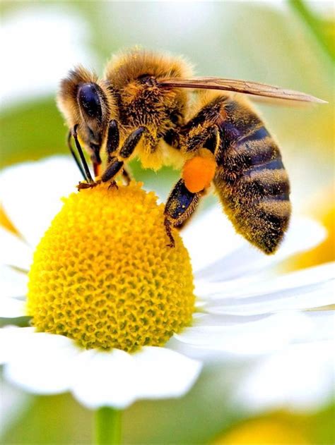 К чему снятся Пчелы во сне женщине, мужчине | Bienen, Honigbiene, Insekten