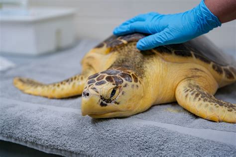 How long do sea turtles survive in wild after New England Aquarium ...