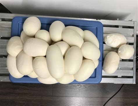 Image result for Burmese python Diet