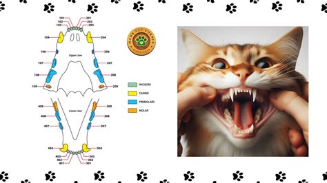 Cat Teeth & Dental Care: A Complete Guide - mannvetcorner