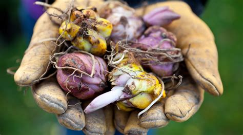 Spring Bulb Planting Guide 的图像结果