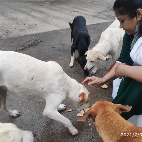 Hope For Paws