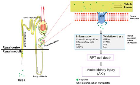 Protective Smell of Hydrogen Sulfide and Polysulfide in Cisplatin ...