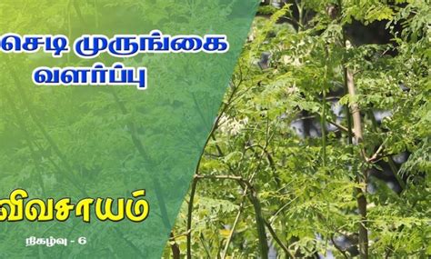 How to grow Drumstick Plant and get benefitted from it - Vivasayam #6 ...