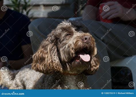 Image result for Cockapoo Tongue