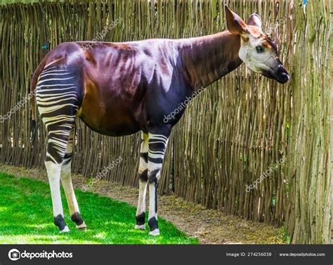 Okapi 的图像结果