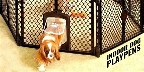 7 Best Indoor Dog Playpens – Reviews, Advice, Buying Guide & FAQ
