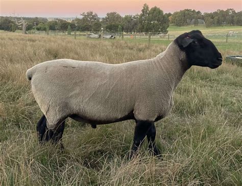 29 - Suffolk Sheep Breeders Association Victoria