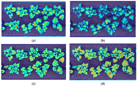 A Detection Method for Sweet Potato Leaf Spot Disease and Leaf-Eating Pests
